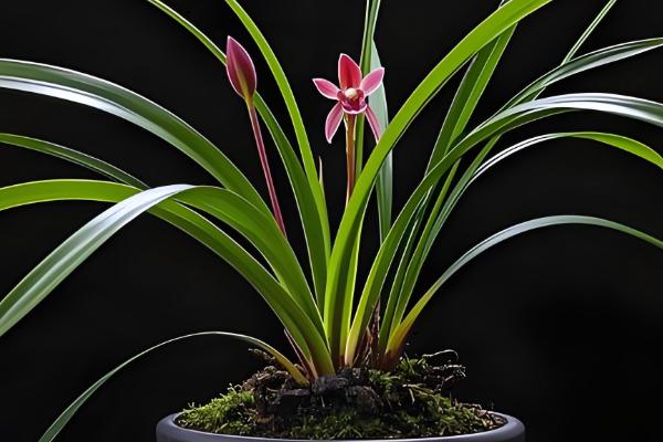 春兰有什么品种，常见的有线叶春兰、宋梅等