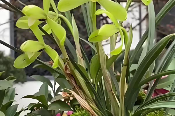 春兰有什么品种，常见的有线叶春兰、宋梅等