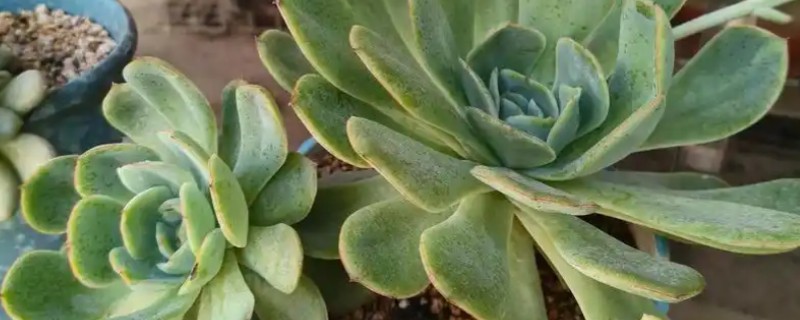 冬天给多肉换盆的方法，修剪老根晾干伤口再栽种