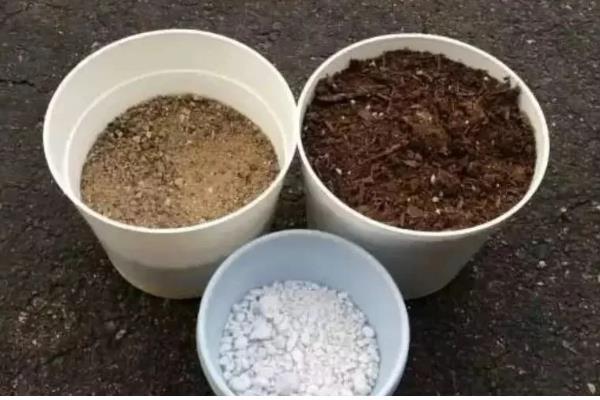 冬天给多肉换盆的方法,修剪老根晾干伤口再栽种