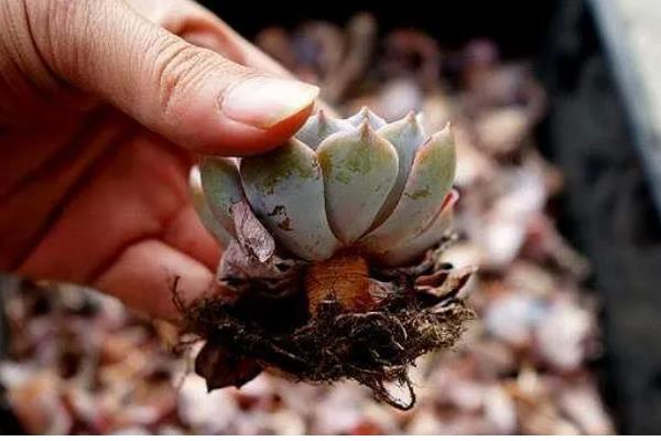 冬天给多肉换盆的方法,修剪老根晾干伤口再栽种