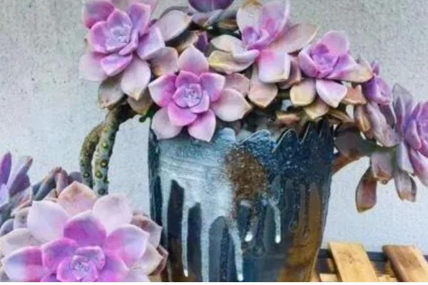 冬天给多肉换盆的方法,修剪老根晾干伤口再栽种