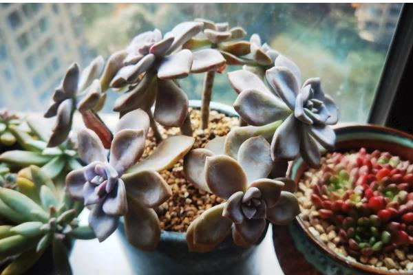 冬天给多肉换盆的方法,修剪老根晾干伤口再栽种