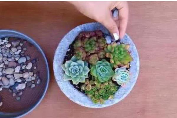 冬天给多肉换盆的方法,修剪老根晾干伤口再栽种