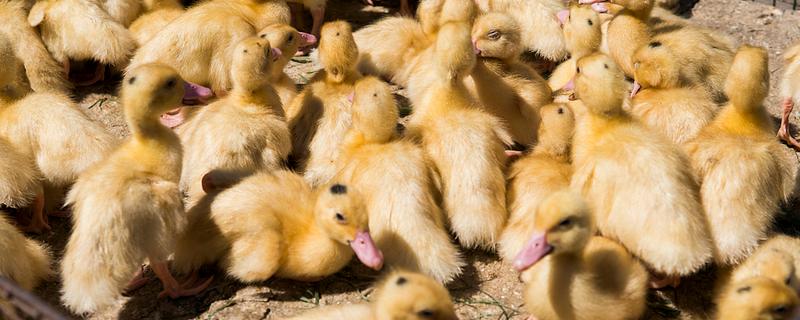 鸭子为何不吃东西，可能是患有病毒性肝炎、鸭瘟等疾病