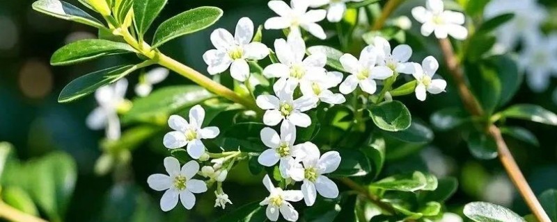 六月雪的花语，寓意纯洁、梦境等