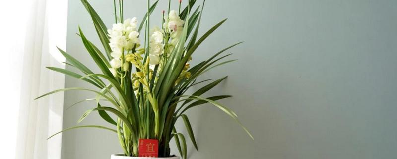 大花蕙兰花苞到开花要多长时间，要1-2个月