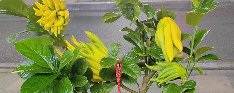 佛手盆栽的养殖方法，花盆深度在三十五厘米左右