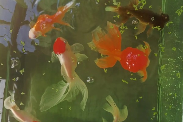 养金鱼怎么换水，每隔5-10天左右换一次