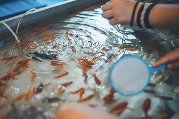 养金鱼怎么换水，每隔5-10天左右换一次