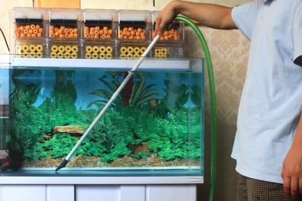 养金鱼怎么换水，每隔5-10天左右换一次