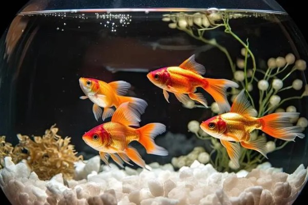 养金鱼怎么换水，每隔5-10天左右换一次