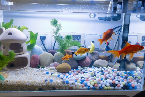 养金鱼怎么换水，每隔5-10天左右换一次