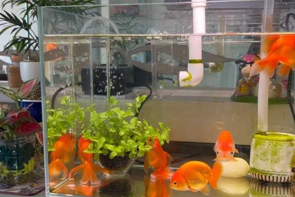 养金鱼怎么换水，每隔5-10天左右换一次