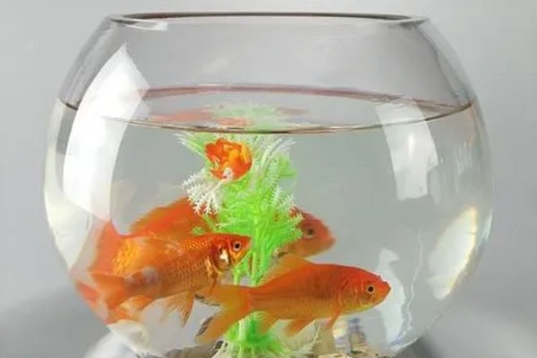 养金鱼怎么换水，每隔5-10天左右换一次