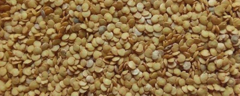 甜椒种子如何处理发芽快，播种前置于清水中浸泡12-24小时