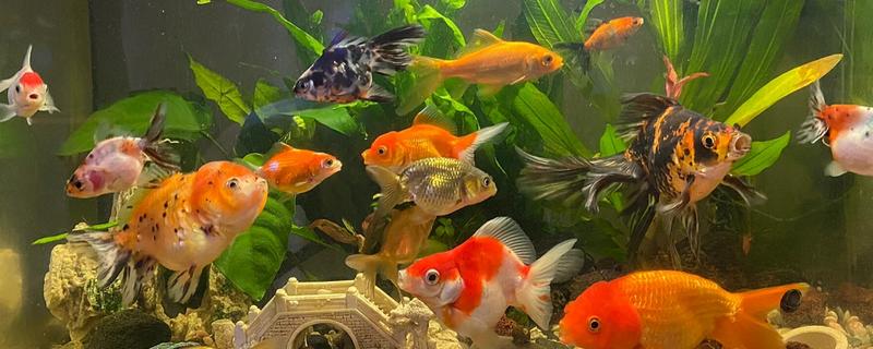 养金鱼怎么换水，每隔5-10天左右换一次