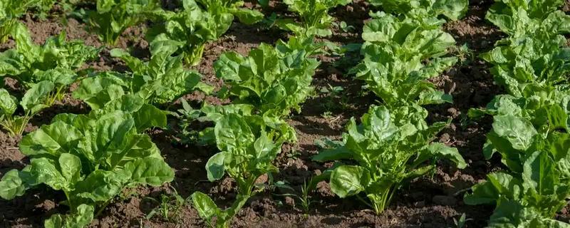 萝卜一亩地产多少斤，亩产量为5000-10000斤