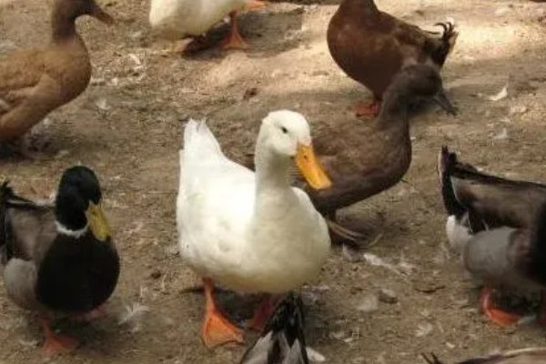 鸭子为何不吃东西，可能是患有病毒性肝炎、鸭瘟等疾病