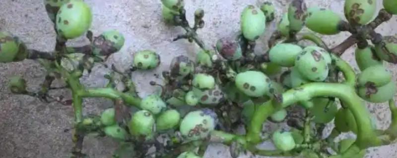 葡萄黑痘病的症状，果面会先出现褐色小圆斑
