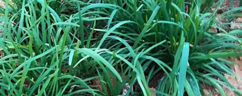 韭菜疫病怎么防治，清除病残体可以减少病源