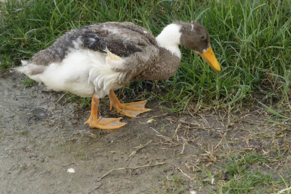鸭子为何不吃东西，可能是患有病毒性肝炎、鸭瘟等疾病