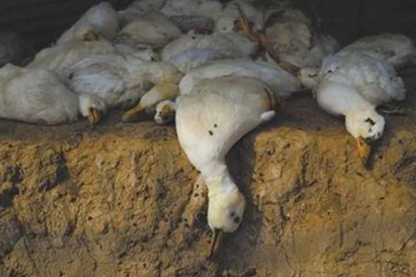 鸭子为何不吃东西，可能是患有病毒性肝炎、鸭瘟等疾病