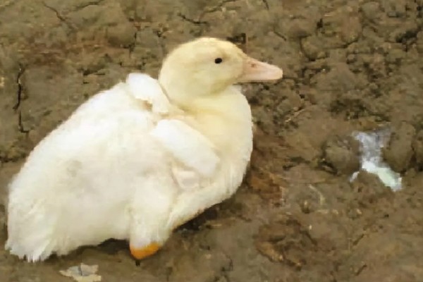 鸭子为何不吃东西，可能是患有病毒性肝炎、鸭瘟等疾病