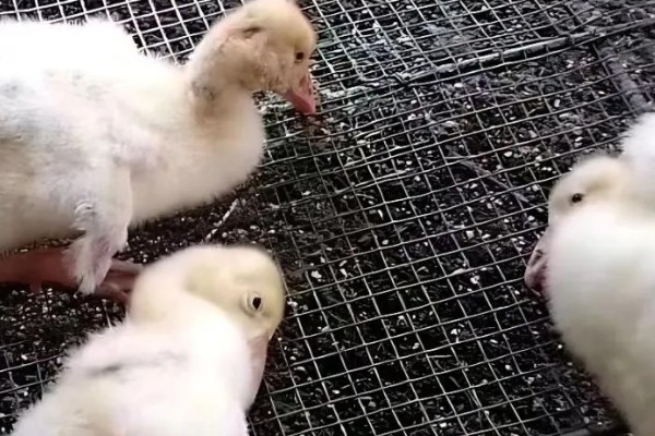 鸭子为何不吃东西，可能是患有病毒性肝炎、鸭瘟等疾病