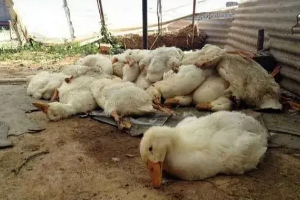 鸭子为何不吃东西，可能是患有病毒性肝炎、鸭瘟等疾病