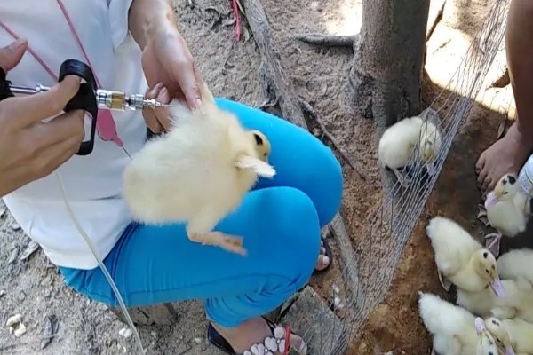 鸭子为何不吃东西，可能是患有病毒性肝炎、鸭瘟等疾病