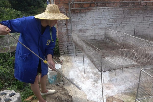 鸭子为何不吃东西，可能是患有病毒性肝炎、鸭瘟等疾病