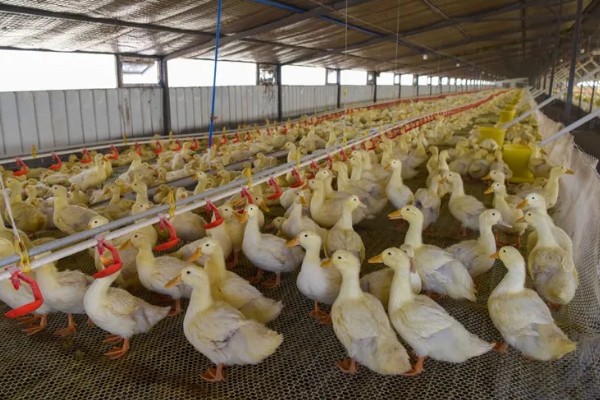 鸭子为何不吃东西，可能是患有病毒性肝炎、鸭瘟等疾病