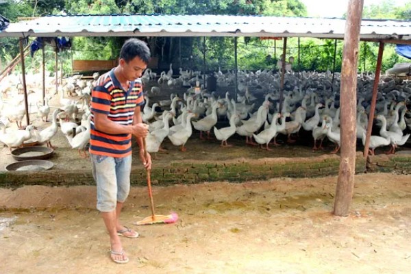 鸭子为何不吃东西，可能是患有病毒性肝炎、鸭瘟等疾病