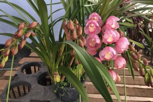 大花蕙兰花苞到开花要多长时间，要1-2个月