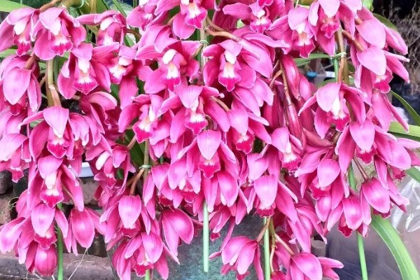 大花蕙兰花苞到开花要多长时间，要1-2个月