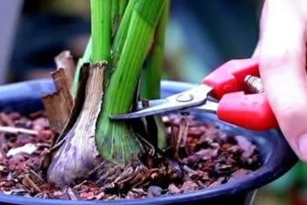 大花蕙兰花苞到开花要多长时间，要1-2个月