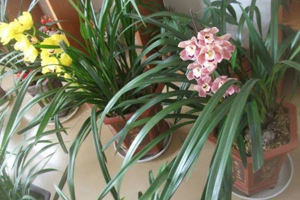 大花蕙兰花苞到开花要多长时间，要1-2个月