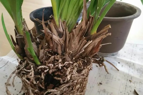 大花蕙兰花苞到开花要多长时间，要1-2个月