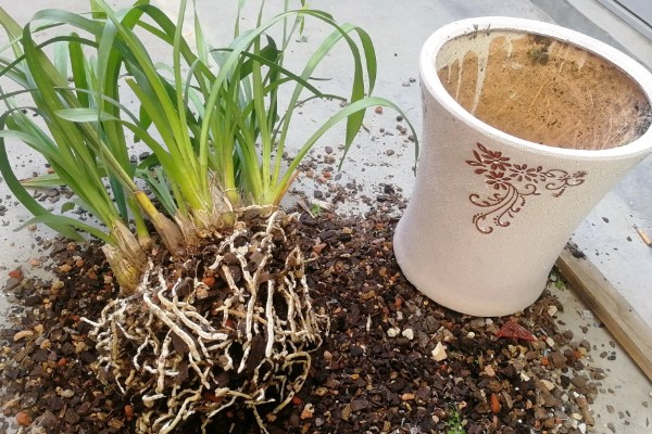 大花蕙兰花苞到开花要多长时间，要1-2个月