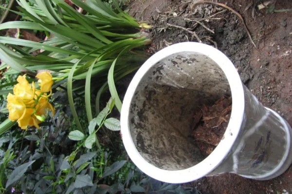 大花蕙兰花苞到开花要多长时间，要1-2个月