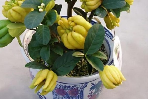 佛手盆栽的养殖方法，花盆深度在三十五厘米左右