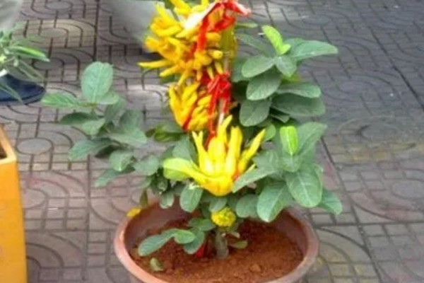 佛手盆栽的养殖方法，花盆深度在三十五厘米左右