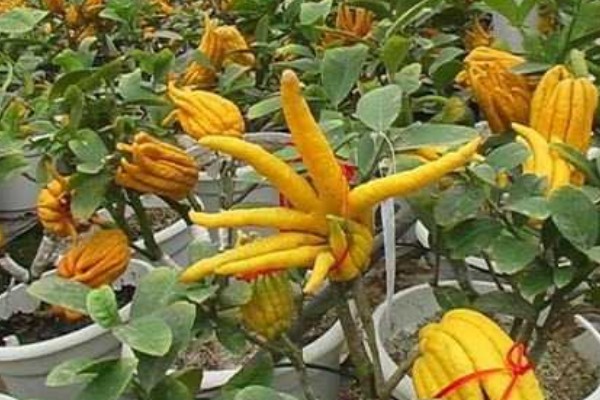 佛手盆栽的养殖方法，花盆深度在三十五厘米左右