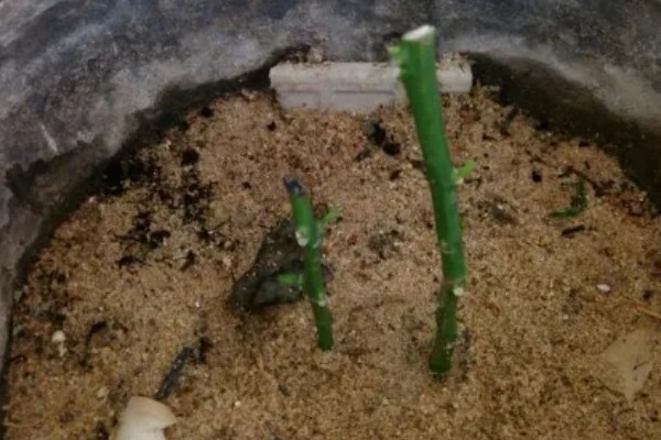 佛手盆栽的养殖方法，花盆深度在三十五厘米左右