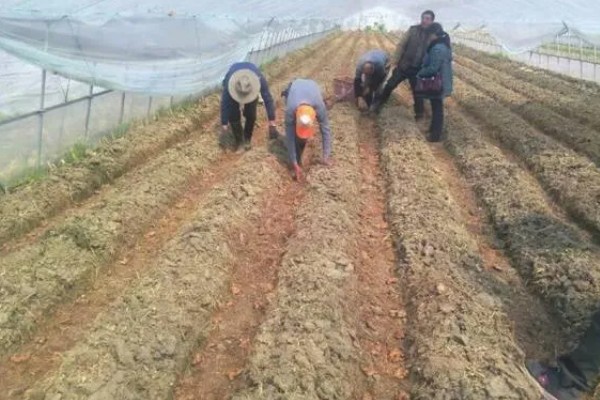 佛手盆栽的养殖方法，花盆深度在三十五厘米左右