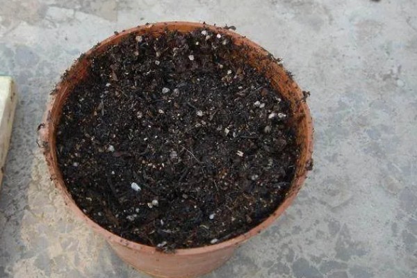 佛手盆栽的养殖方法，花盆深度在三十五厘米左右