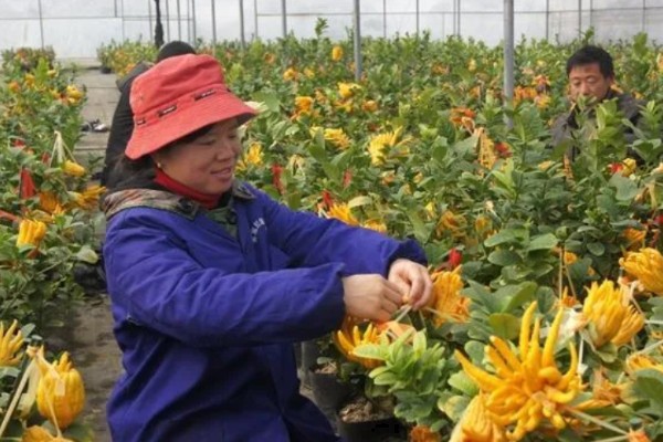 佛手盆栽的养殖方法，花盆深度在三十五厘米左右