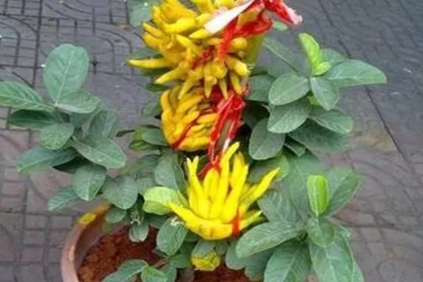 佛手盆栽的养殖方法，花盆深度在三十五厘米左右