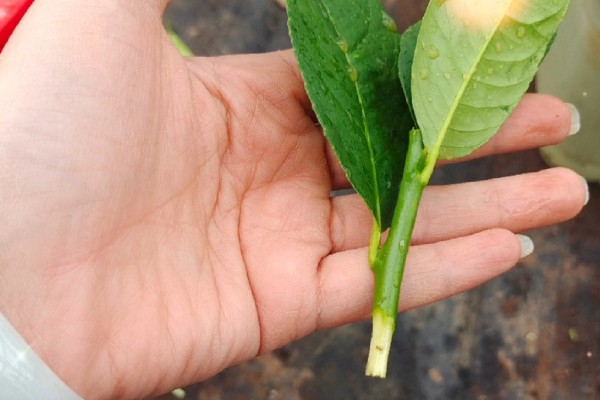 佛手盆栽的养殖方法，花盆深度在三十五厘米左右